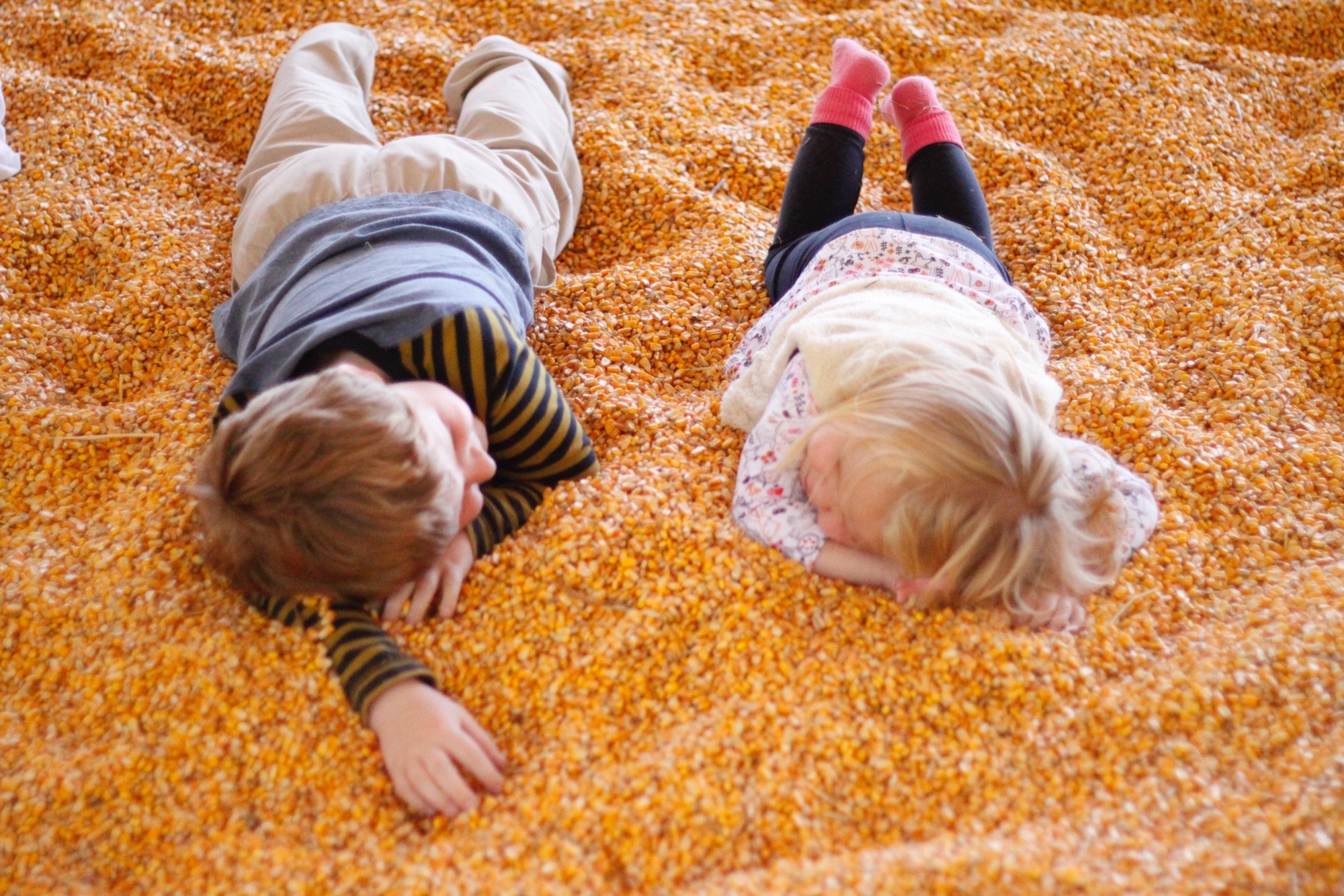 Kids at the pumpkin patch